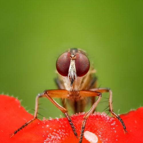 Macro Photography Magic: 7 Must-Know Tricks to Elevate Your Close-Up Shots